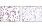 LCK Proto-Oncogene, Src Family Tyrosine Kinase antibody, 2984P, Cell Signaling Technology, Immunohistochemistry paraffin image 