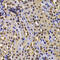 Nuclear Receptor Binding SET Domain Protein 2 antibody, 23-292, ProSci, Immunohistochemistry frozen image 