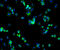 Solute Carrier Family 2 Member 1 antibody, 13-944, ProSci, Immunofluorescence image 
