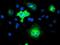 Transmembrane Protein 80 antibody, GTX83504, GeneTex, Immunofluorescence image 