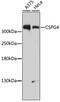 Chondroitin Sulfate Proteoglycan 4 antibody, GTX35234, GeneTex, Western Blot image 