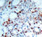 BCL2 Like 11 antibody, LS-C335957, Lifespan Biosciences, Immunohistochemistry paraffin image 