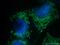 Solute carrier family 25 member 46 antibody, 27869-1-AP, Proteintech Group, Immunofluorescence image 