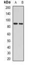 NK2 Homeobox 2 antibody, orb388527, Biorbyt, Western Blot image 