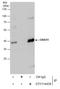 G Protein Subunit Alpha O1 antibody, GTX114439, GeneTex, Immunoprecipitation image 