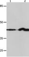 Interferon Regulatory Factor 1 antibody, PA5-50512, Invitrogen Antibodies, Western Blot image 