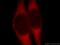 Beta-1,4-Galactosyltransferase 6 antibody, 20148-1-AP, Proteintech Group, Immunofluorescence image 