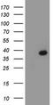 Caudal Type Homeobox 2 antibody, LS-B13968, Lifespan Biosciences, Western Blot image 