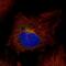 SPINK5 antibody, HPA009067, Atlas Antibodies, Immunofluorescence image 