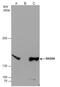 RAD50 Double Strand Break Repair Protein antibody, GTX119731, GeneTex, Immunoprecipitation image 