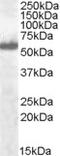 Interferon Regulatory Factor 5 antibody, MBS421517, MyBioSource, Western Blot image 