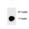 Poly(ADP-Ribose) Polymerase 1 antibody, LS-C158537, Lifespan Biosciences, Dot Blot image 