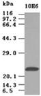 Sonic Hedgehog Signaling Molecule antibody, ADI-905-860-100, Enzo Life Sciences, Western Blot image 