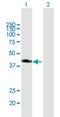 Sorting Nexin 7 antibody, H00051375-B01P, Novus Biologicals, Western Blot image 