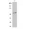 Synaptotagmin 1 antibody, LS-C381178, Lifespan Biosciences, Western Blot image 