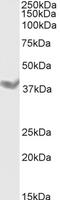 Deleted In Azoospermia Like antibody, LS-C54705, Lifespan Biosciences, Western Blot image 