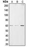 Cysteine And Serine Rich Nuclear Protein 2 antibody, orb215307, Biorbyt, Western Blot image 