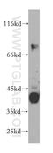 Ubiquitin Specific Peptidase 2 antibody, 10392-1-AP, Proteintech Group, Western Blot image 