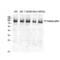Phosphoinositide-3-Kinase Regulatory Subunit 1 antibody, LS-C385492, Lifespan Biosciences, Western Blot image 