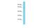 Trimethyllysine Hydroxylase, Epsilon antibody, PA5-70287, Invitrogen Antibodies, Western Blot image 