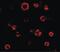 Autophagy Related 16 Like 1 antibody, PA5-20482, Invitrogen Antibodies, Immunofluorescence image 