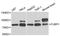 Far Upstream Element Binding Protein 1 antibody, A5587, ABclonal Technology, Western Blot image 