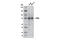 MYB Proto-Oncogene, Transcription Factor antibody, 12319S, Cell Signaling Technology, Western Blot image 