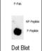 Quiescin Sulfhydryl Oxidase 1 antibody, abx032097, Abbexa, Dot Blot image 