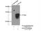 Glutathione S-transferase alpha-4 antibody, 17271-1-AP, Proteintech Group, Immunoprecipitation image 