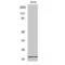 Cerebellin 1 Precursor antibody, LS-C382663, Lifespan Biosciences, Western Blot image 