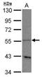 Phospholipase D Family Member 3 antibody, GTX122218, GeneTex, Western Blot image 