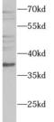 WD repeat-containing protein 5 antibody, FNab09497, FineTest, Western Blot image 