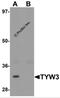 TRNA-YW Synthesizing Protein 3 Homolog antibody, 6377, ProSci, Western Blot image 