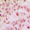 p53 antibody, LS-C353065, Lifespan Biosciences, Immunohistochemistry frozen image 