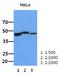 Bone Morphogenetic Protein 2 antibody, NBP2-42651, Novus Biologicals, Western Blot image 