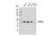 Protein Arginine Methyltransferase 6 antibody, 14641S, Cell Signaling Technology, Western Blot image 