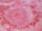 Immunoglobulin Lambda Constant 1 antibody, AM26734PU-N, Origene, Immunohistochemistry frozen image 