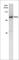 Inhibitor Of Nuclear Factor Kappa B Kinase Subunit Epsilon antibody, IM4811, ECM Biosciences, Western Blot image 