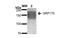 Hypoxia Up-Regulated 1 antibody, NBP2-59346, Novus Biologicals, Western Blot image 