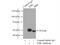 C-Terminal Src Kinase antibody, 17720-1-AP, Proteintech Group, Immunoprecipitation image 