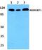 Rho Guanine Nucleotide Exchange Factor 1 antibody, PA5-37042, Invitrogen Antibodies, Western Blot image 