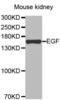 Epidermal Growth Factor antibody, abx002067, Abbexa, Western Blot image 