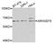 Cdc42 Guanine Nucleotide Exchange Factor 9 antibody, PA5-76313, Invitrogen Antibodies, Western Blot image 