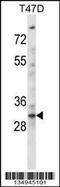 Kruppel Like Factor 2 antibody, 58-141, ProSci, Western Blot image 