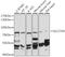 Long-chain fatty acid transport protein 4 antibody, 16-430, ProSci, Western Blot image 