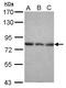 Epsin 2 antibody, NBP2-16359, Novus Biologicals, Western Blot image 