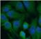 ELAV-like protein 4 antibody, FNab04074, FineTest, Immunofluorescence image 