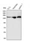 DExH-Box Helicase 9 antibody, A02550-1, Boster Biological Technology, Western Blot image 