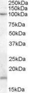  antibody, GTX88852, GeneTex, Western Blot image 