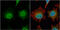 Rho Guanine Nucleotide Exchange Factor 3 antibody, GTX116114, GeneTex, Immunofluorescence image 